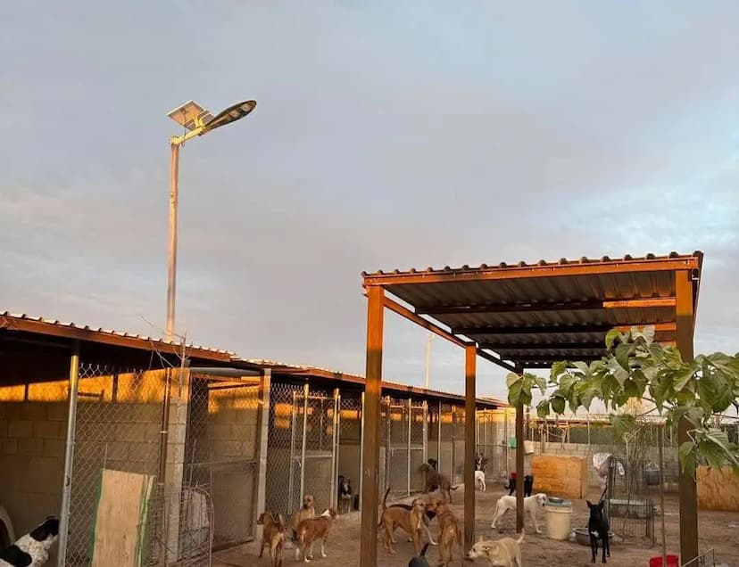 Apoyan con Presupuesto Participativo a Asociaciones protectoras de animales