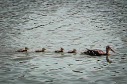 Nacen patitos mexicanos en Parque Central de Juárez