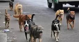 Evalúan sobrepoblación canina en Ascensión