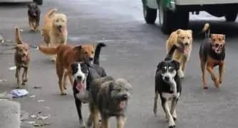 Evalúan sobrepoblación canina en Ascensión