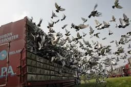 Compiten palomas de Chihuahua en carrera a Michoacán