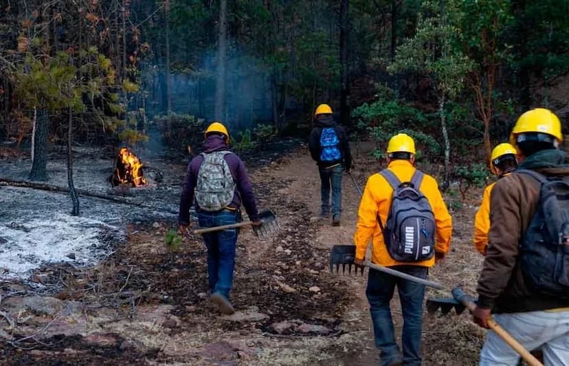 Disminuyen incendios forestales en Chihuahua