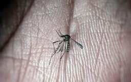 Confirman brotes de dengue en Chihuahua y Juárez