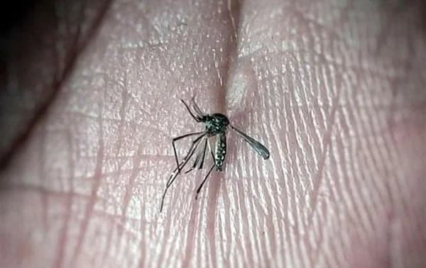 Confirman brotes de dengue en Chihuahua y Juárez