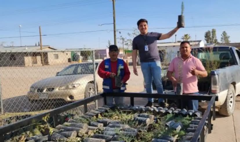 Entregan 500 árboles para reforestar Nuevo Casas Grandes