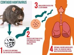 Alertan sobre hantavirus en Juárez y Chihuahua