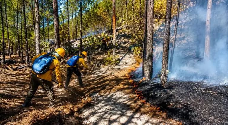 Combaten incendios forestales en Sierra de Chihuahua