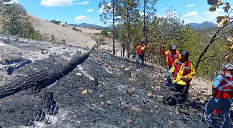 Combaten incendio forestal en Guachochi, Chihuahua