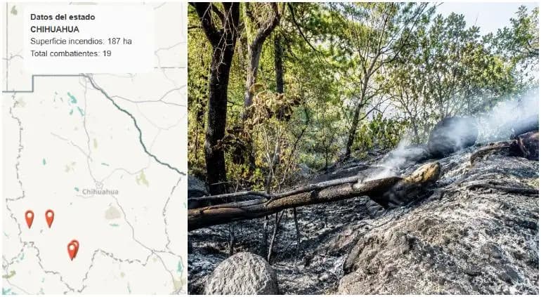 Combaten incendios en Sierra de Chihuahua; afectan 187 hectáreas