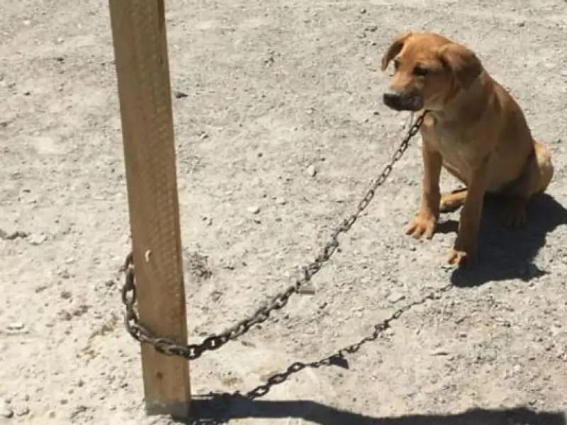 Alertan sobre maltrato animal por calor en Chihuahua