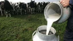 Crisis lechera afecta economía rural en Camargo