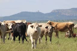Ofrecen créditos para repoblamiento pecuario en Chihuahua