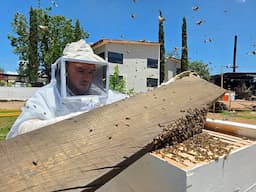 Monitorean enjambres de abejas en Parral para prevenir riesgos