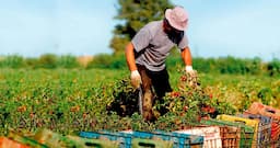 Impulsan agricultura sustentable en Ojinaga