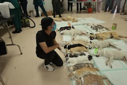 Esteriliza DABA más de 600 mascotas durante el fin de semana