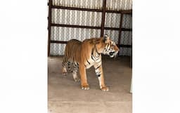 Aseguran tigres de bengala en Nonoava; serán trasladados