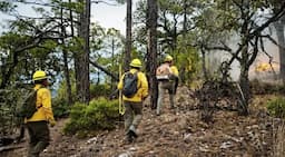 Combaten incendios forestales en Chihuahua