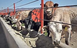 Cruzan primeras 500 reses por Santa Teresa tras reapertura de frontera ganadera