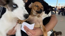 Ofrecen esterilización gratuita en Ciudad Juárez