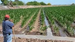Complican trámites tecnificación agrícola en Chihuahua