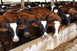 Inspecciona USDA Chihuahua para reabrir exportación