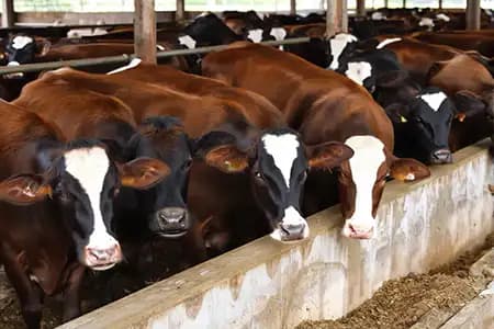 Inspecciona USDA Chihuahua para reabrir exportación