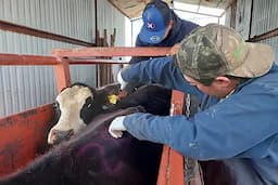 Chihuahua protege ganadería del Gusano Barrenador