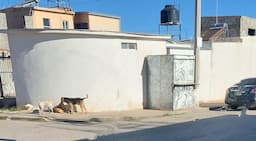 Chihuahua enfrenta problema de jaurías