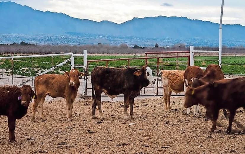 Chihuahua cumple normas sanitarias; frontera sigue cerrada