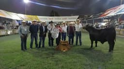 Impulsan engorda de novillos en Chihuahua