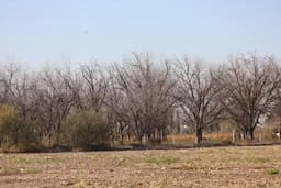 Alertan productores por falta de frío en nogales