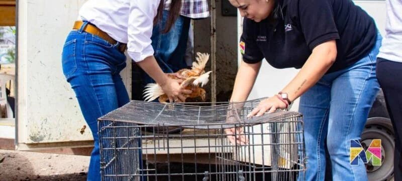 Entregan 1,200 pollitas para economía familiar en Meoqui