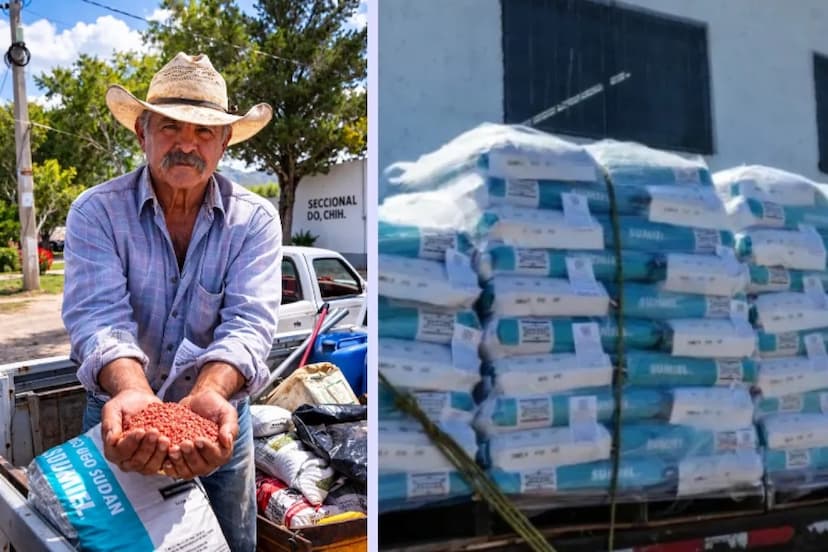 Ofrecen apoyo para semilla forrajera hasta julio en Chihuahua