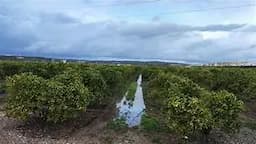 Lluvias benefician cultivos en Delicias y Meoqui