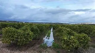 Lluvias benefician cultivos en Delicias y Meoqui