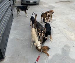 Muere hombre tras ser atacado por una jauría