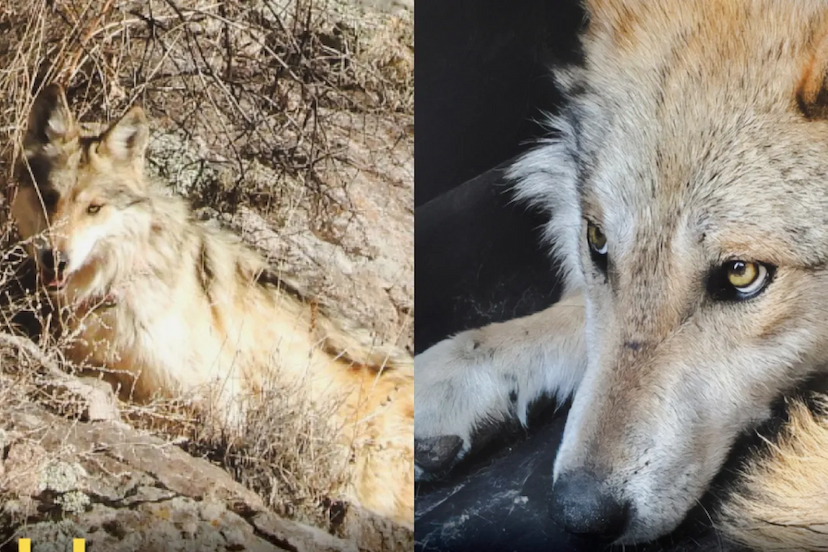 Liberan lobos mexicanos donados por EU en Casas Grandes