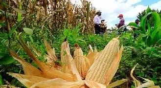 Destacan retos agroalimentarios en Chihuahua