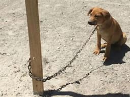 Alertan sobre maltrato animal por calor en Chihuahua
