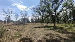 Prevén baja producción de nuez en Chihuahua por sequía