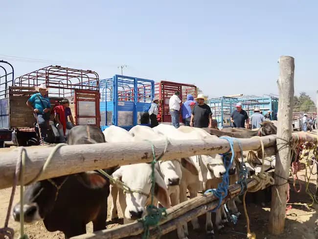 Suspenden importación de ganado de EU por plaga
